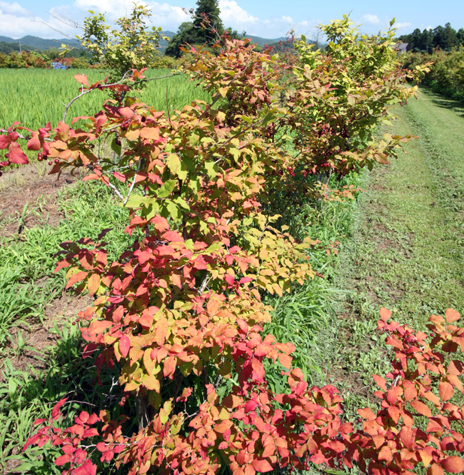 夏空の下で紅葉始まる　そめや農園のナツハゼ