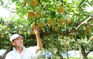 山根地区のナシ　販売スタート　水戸観光果樹園芸組合