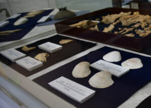 市内の貝塚出土品展示 市どきどきセンター