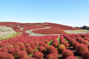 移ろいのすべてが魅力 国営ひたち海浜公園のコキア(茨城・ひたちなか)