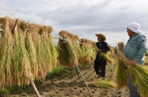 汗あり、笑顔ありの収穫風景　瑞龍町の水田（茨城・常陸太田）