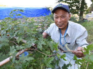 野ブドウ茶で健康に　岩間さんが製造販売（茨城・常陸太田）