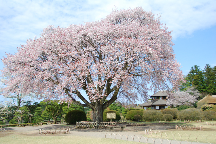 「左近の桜」復活へ支援募る　台風が奪った偕楽園の象徴（茨城・水戸）
