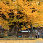 間もなく到来 いつもの秋 西蓮寺のイチョウ(茨城・行方)
