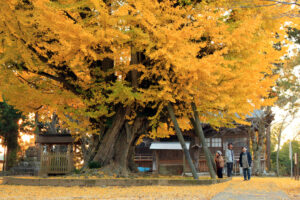 間もなく到来 いつもの秋 西蓮寺のイチョウ(茨城・行方)