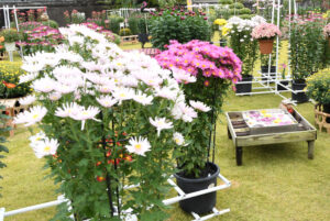 市内各地で菊まつり　約１万鉢を展示（茨城・笠間）