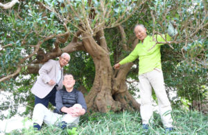 日本一と聞いてびっくり 樅山のヒサカキ(茨城・鉾田)