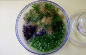 造園技能士が指導「苔テラリウム」 高萩高校公開講座(茨城・高萩)