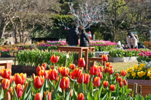 冬のチューリップが開花 国営ひたち海浜公園(茨城・ひたちなか)