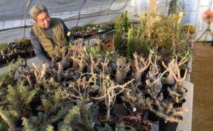 世界につながるサボテンハウス　カクタスブライト（茨城・ひたちなか）