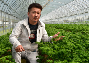 県唯一のパセリ銘柄産地 13軒の部員が作業(茨城・鉾田)