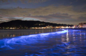 寄せては引く幻想　１８日～　大洗サンビーチで初開催「ナイトウエーブ」（茨城・大洗）