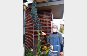 ノッポのハボタンは高さ2㍍　 平田さんが1年栽培（茨城・東海）