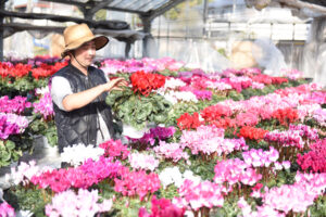 生涯をかけるシクラメン　大内園芸（茨城・常陸太田）