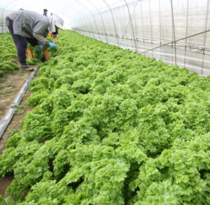 ワサビ菜収穫期（茨城・行方）