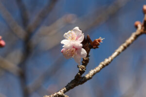 一足早く　紅寒桜開花（茨城・日立）