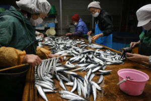 イワシ丸干し最盛期 て印杉本水産 熟練女性ら作業(茨城・北茨城)