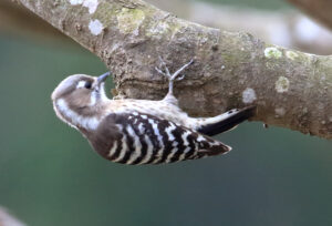 2月に涸沼野鳥観察会　水戸駅南口から送迎バス　猛禽などに出合う（茨城・鉾田）