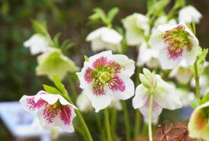 クリスマスローズと早春の花展 水戸市植物公園で29日から(茨城・水戸)