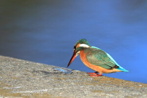 カワセミの観察台で、オオワシ思う　いこいの村涸沼（茨城・鉾田）