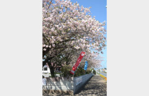 名物は華やかな八重桜 大洋中学校(茨城・鉾田)