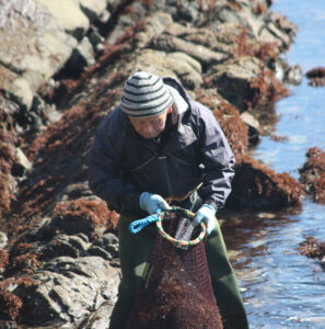 磯場にフノリの季節　3月末まで収穫期（茨城・ひたちなか）