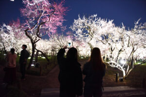 あと11日、梅は見頃 チームラボ 偕楽園 光の祭(茨城・水戸)