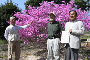 本紙が縁のミツバツツジ 那珂市の大窪さんから、見晴しの丘へ(茨城・常陸太田)