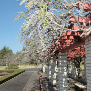 県有数の藤棚、見ごろ間近 房は60㌢超に 県植物園(茨城・那珂)