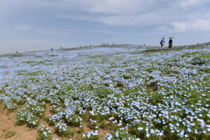 深まるネモフィラブルー 国営ひたち海浜公園(茨城・ひたちなか)