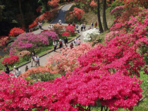 山肌染める赤　各地でツツジまつり（茨城・笠間、大子）