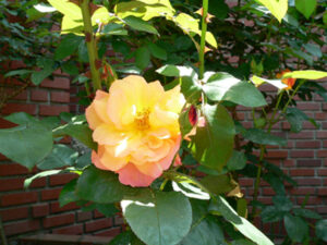 「アンネのバラ」希望者募る　茨城キリスト教学園（茨城・日立）