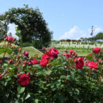 ９００種のバラ　五感で楽しむ　いばらきフラワーパーク（茨城・石岡）