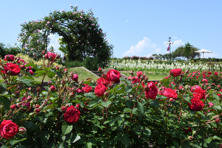 ９００種のバラ　五感で楽しむ　いばらきフラワーパーク（茨城・石岡）
