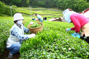 奥久慈に新茶の季節（茨城・大子）