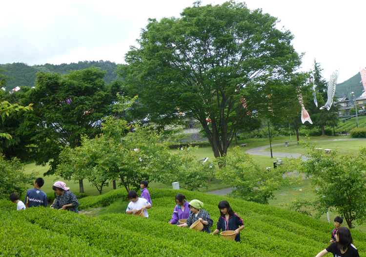 茶摘み・和紅茶作り体験　「奥久慈茶の里公園」で6月11日（茨城・大子）