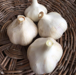 みずみずしくて、香りさわやか 「城里にんにく本舗」が生ニンニクを限定販売(茨城・城里)