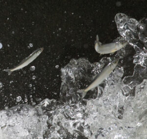 7㌢の稚アユ 元気に遡上(広域)