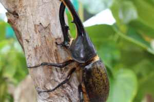 ヘラクレスなど「熱帯の昆虫展」　県植物園（茨城・那珂）
