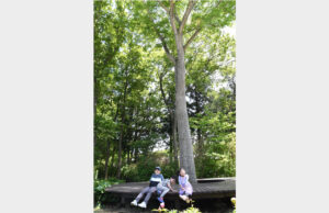 癒やしのデッキで一休み　市植物公園（茨城・水戸）