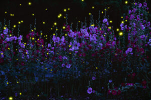 感動を呼ぶホタルの季節到来 県内各地の水辺など(茨城)