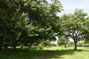 駐車場から２分で別世界　県水郷県民の森（茨城・潮来）