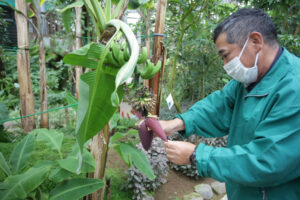 バナナの季節 県植物園(茨城・那珂)