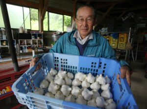 新ニンニク出荷始まる　にんにく生産部会（茨城・大子）
