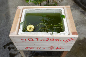 めだかの学校を作ろう 大工らが父の日に開催(茨城・大子)
