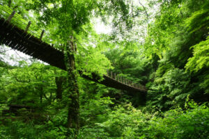 青葉が彩る汐見滝吊り橋 花貫渓谷(茨城・高萩)