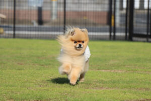 天然芝ドッグラン　「ドッグランかみす」（茨城・神栖）