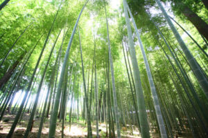 時を超えて伝える涼、静、息吹 偕楽園の孟宗竹林(茨城・水戸)