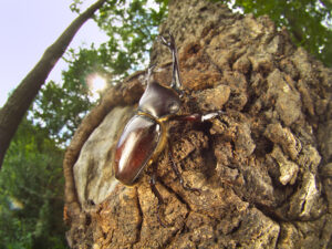 みんな集まれ!「昆虫展」 世界のカブトムシなど 県自然博物館(茨城・坂東)
