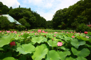 休耕田を彩る地域への思い 森のハス田(茨城・大子)